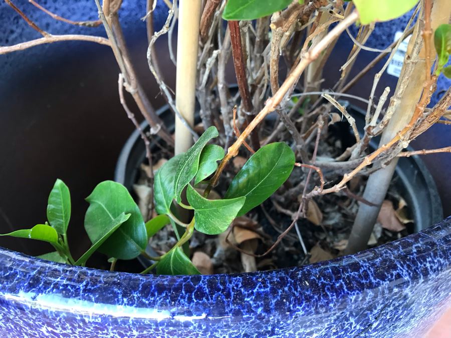 Pair Of Potted Plants In Blue Pots [Photo 6]