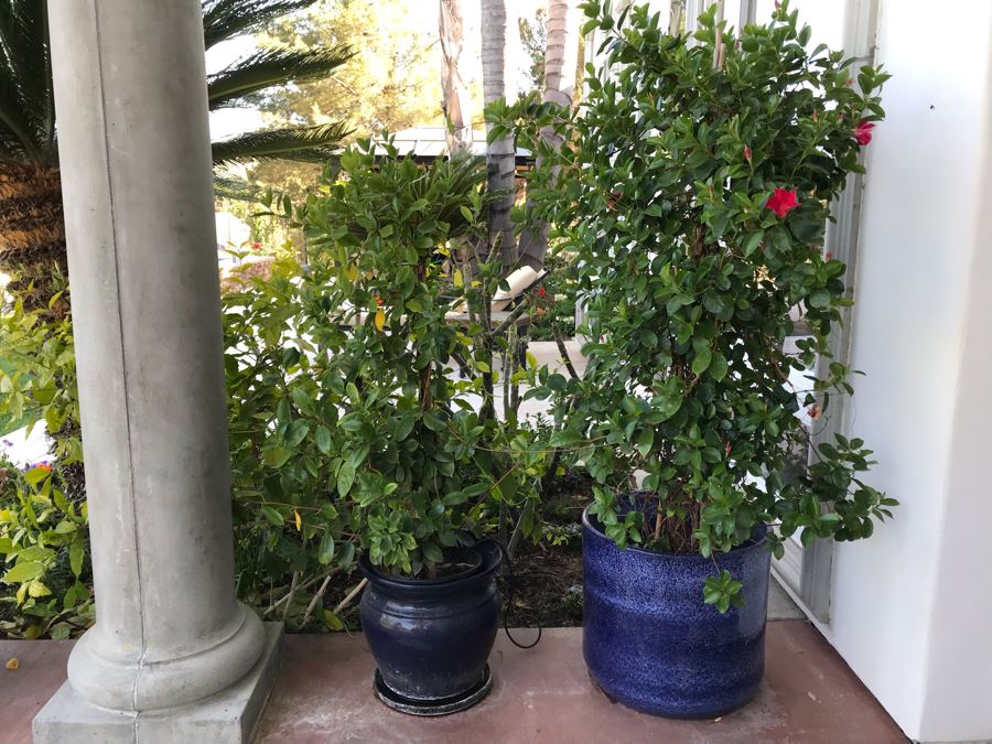 Pair Of Potted Plants In Blue Pots [Photo 2]