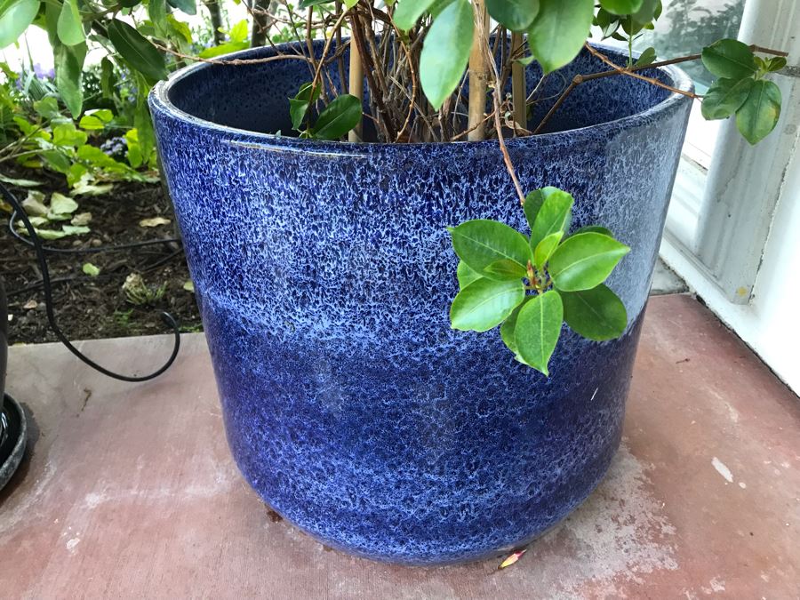 Pair Of Potted Plants In Blue Pots [Photo 4]