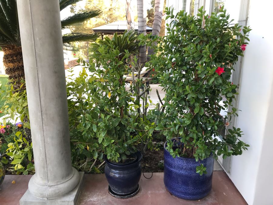 Pair Of Potted Plants In Blue Pots