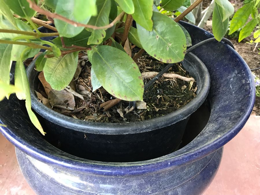 Pair Of Potted Plants In Blue Pots [Photo 8]