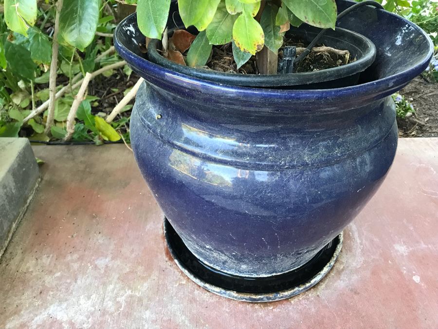 Pair Of Potted Plants In Blue Pots [Photo 7]