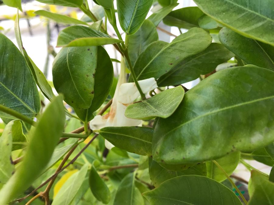 Pair Of Potted Plants In Blue Pots [Photo 9]