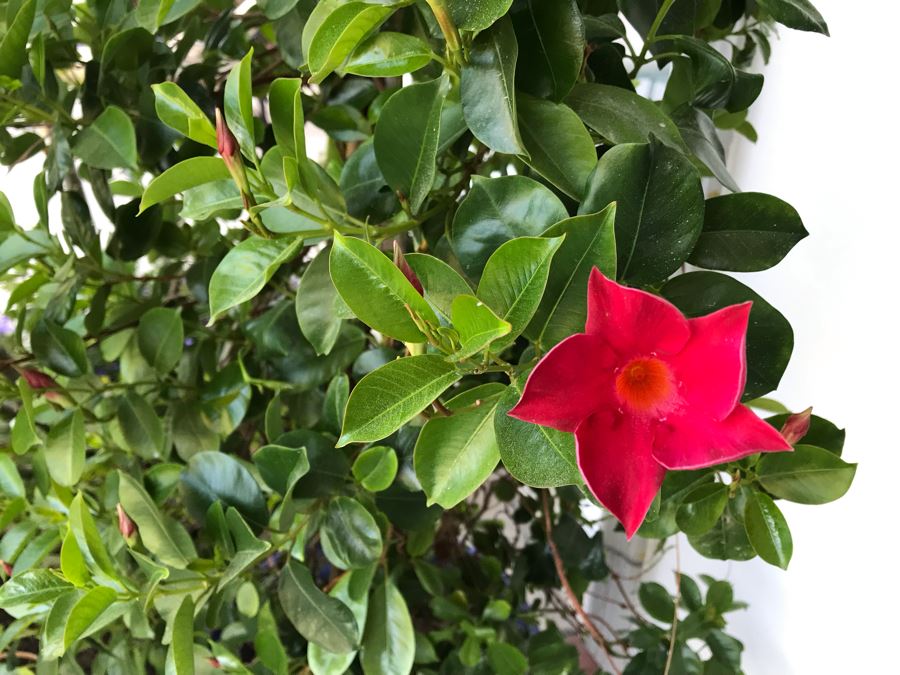 Pair Of Potted Plants In Blue Pots [Photo 3]
