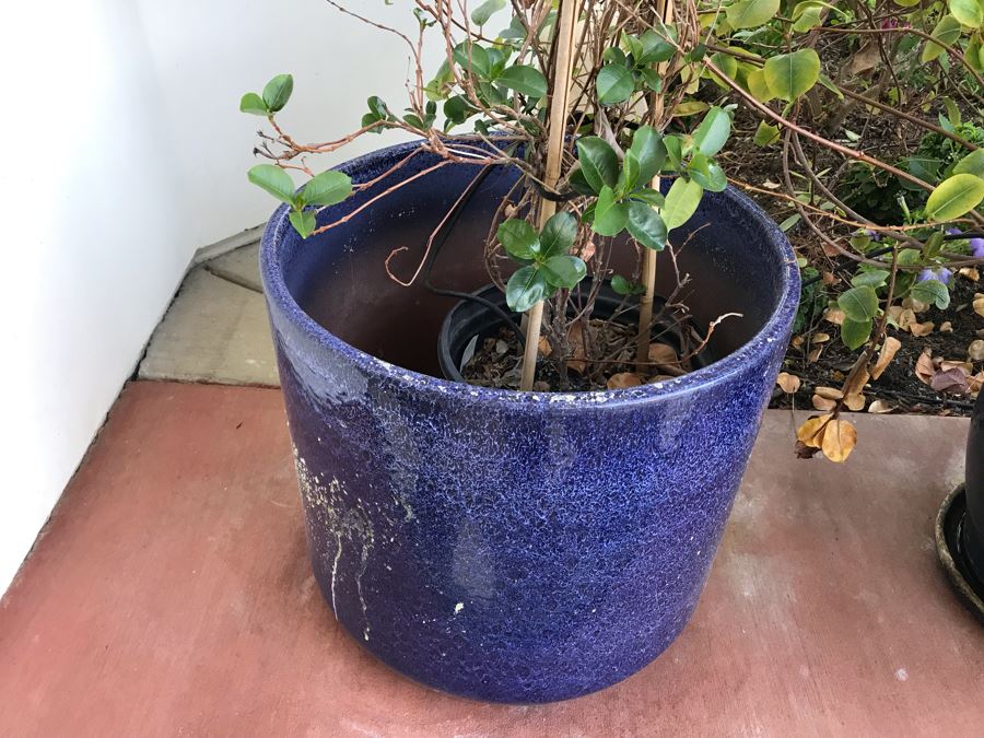 Pair Of Potted Plants In Blue Pots [Photo 2]