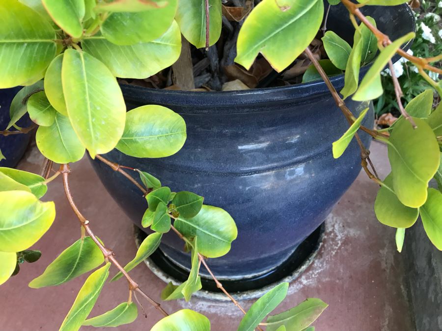 Pair Of Potted Plants In Blue Pots [Photo 5]