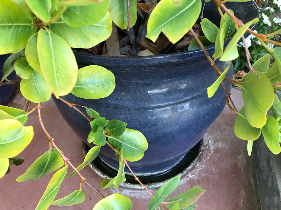 Pair Of Potted Plants In Blue Pots [Photo 6]