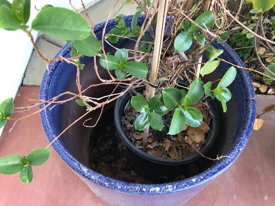 Pair Of Potted Plants In Blue Pots [Photo 3]