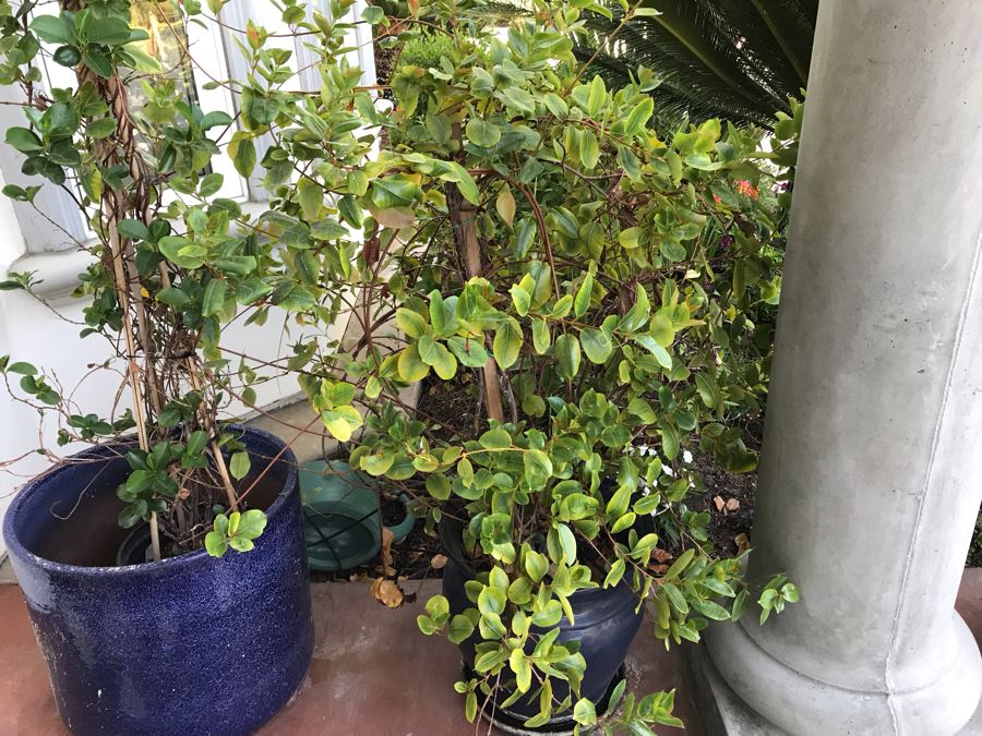 Pair Of Potted Plants In Blue Pots [Photo 4]