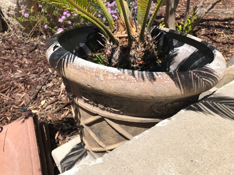 Potted Sago Palm Tree [Photo 2]