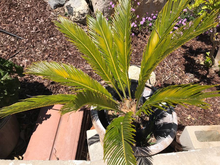 Potted Sago Palm Tree