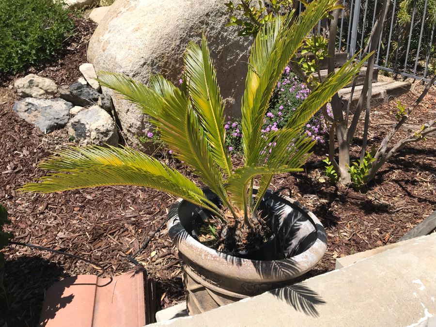 Potted Sago Palm Tree