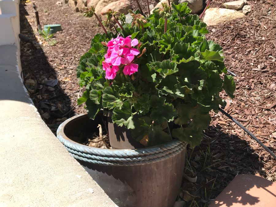 Pair Of Potted Hydrangeas Plants [Photo 3]