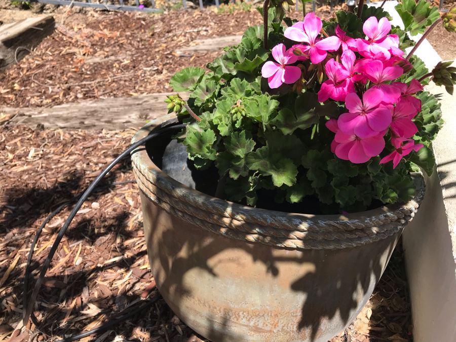Pair Of Potted Hydrangeas Plants [Photo 6]