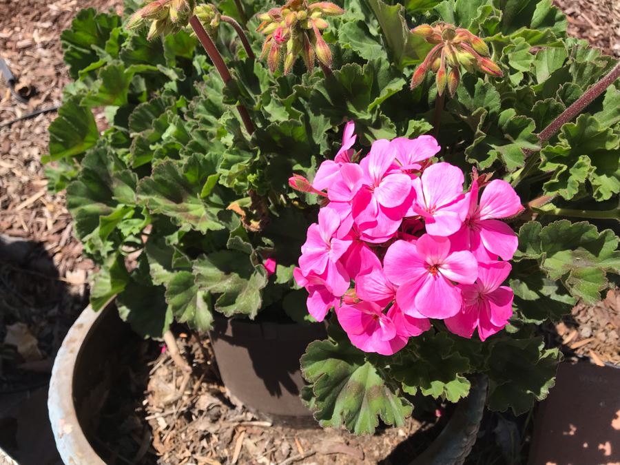Pair Of Potted Hydrangeas Plants [Photo 4]