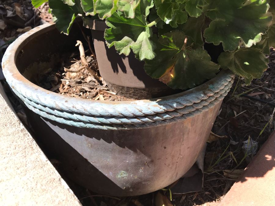 Pair Of Potted Hydrangeas Plants [Photo 5]