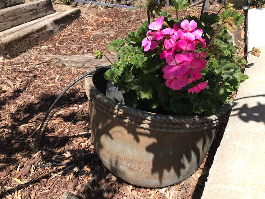 Pair Of Potted Hydrangeas Plants [Photo 2]
