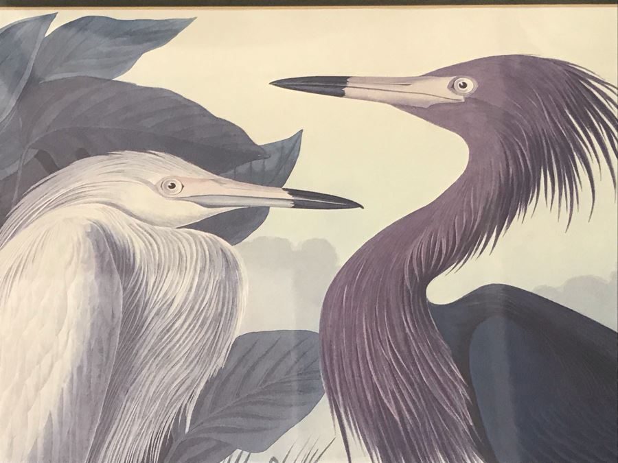 Pair Of Framed Bird Prints 27' X 38' And 31' X 23' [Photo 6]