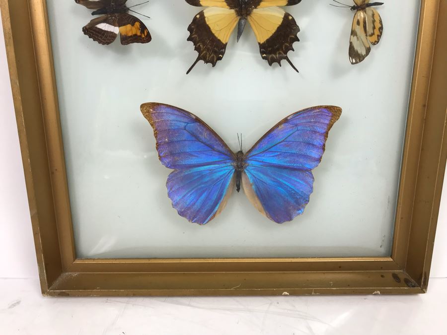 Shadowbox Bubble Glass Butterfly Display 11' X 21' [Photo 2]