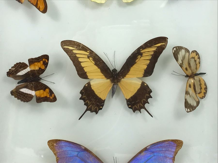 Shadowbox Bubble Glass Butterfly Display 11' X 21' [Photo 4]