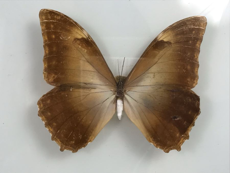 Shadowbox Bubble Glass Butterfly Display 11' X 21' [Photo 7]