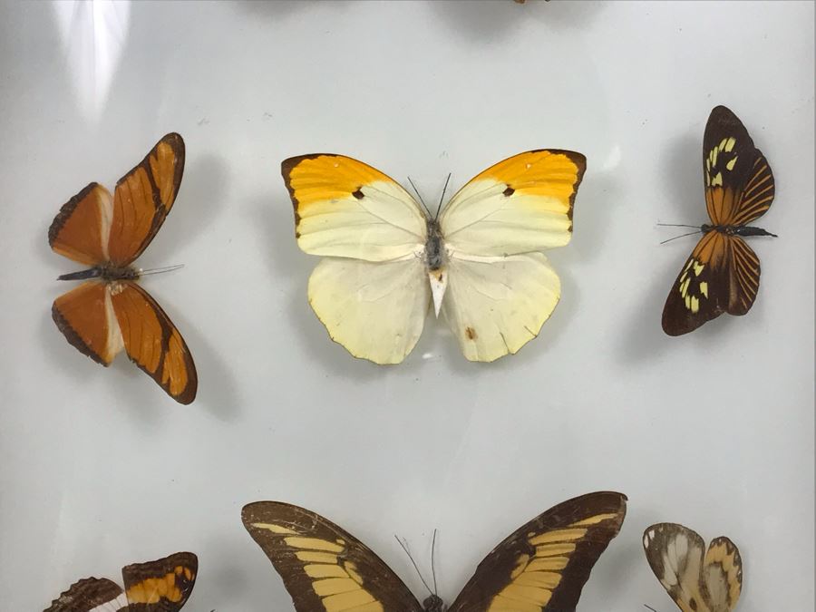 Shadowbox Bubble Glass Butterfly Display 11' X 21' [Photo 5]