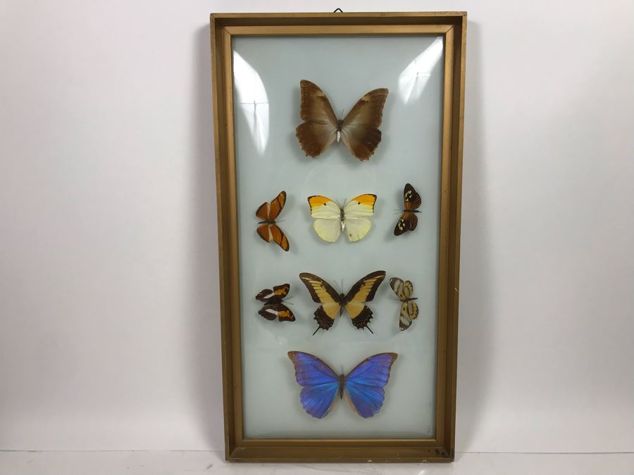 Shadowbox Bubble Glass Butterfly Display 11' X 21'