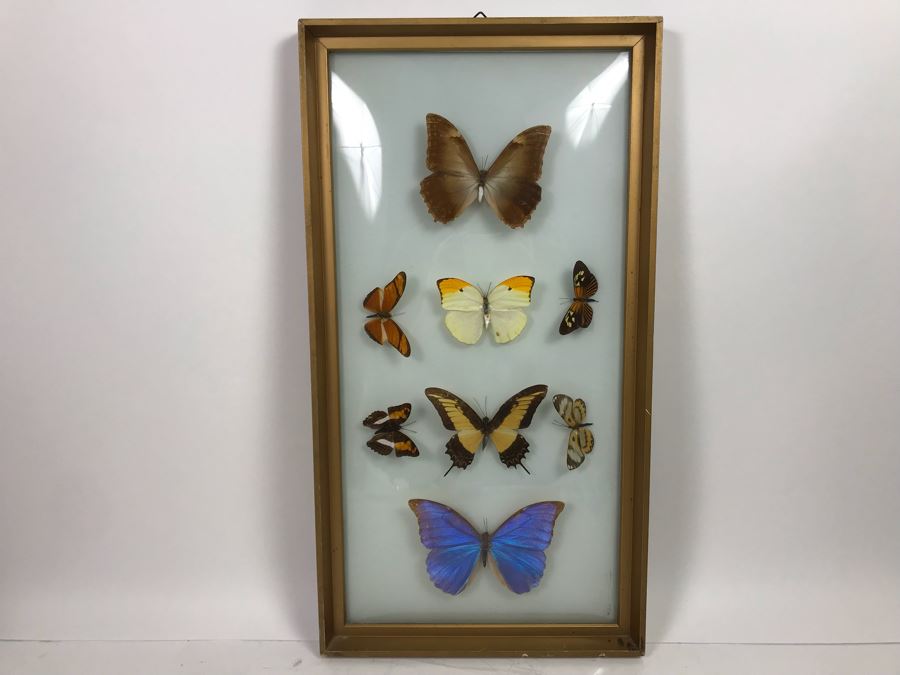 Shadowbox Bubble Glass Butterfly Display 11' X 21' [Photo 1]