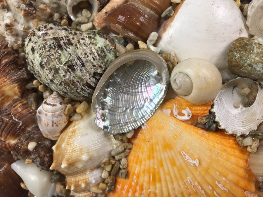 Large 16' Round Organic Seashell Spherical Sculpture [Photo 3]