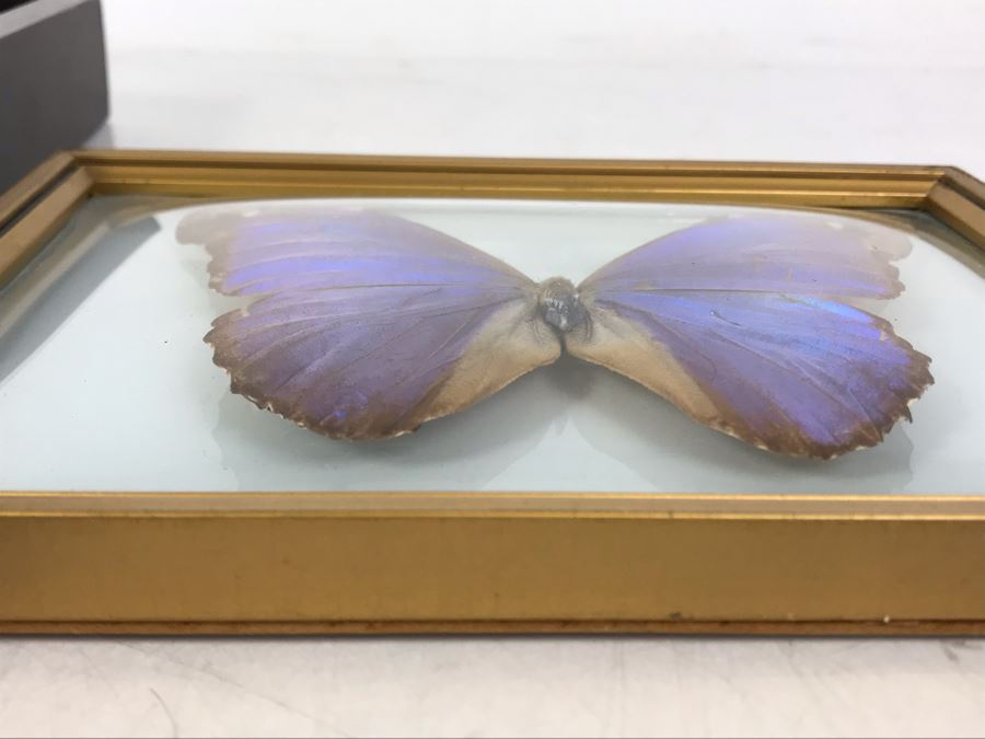 Pair Of Framed Brazilian Mounted Butterflies [Photo 4]