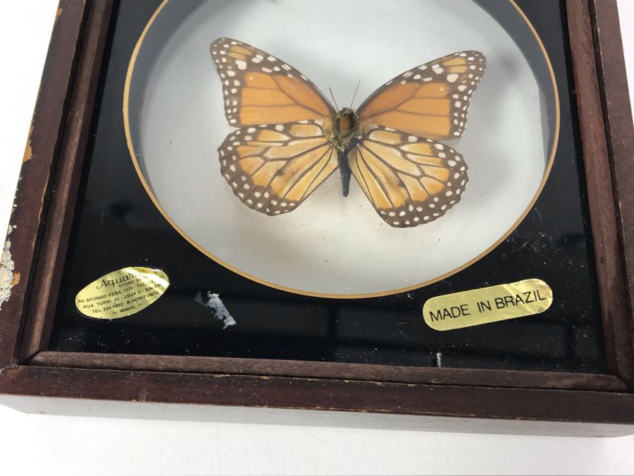 Pair Of Framed Brazilian Mounted Butterflies [Photo 9]