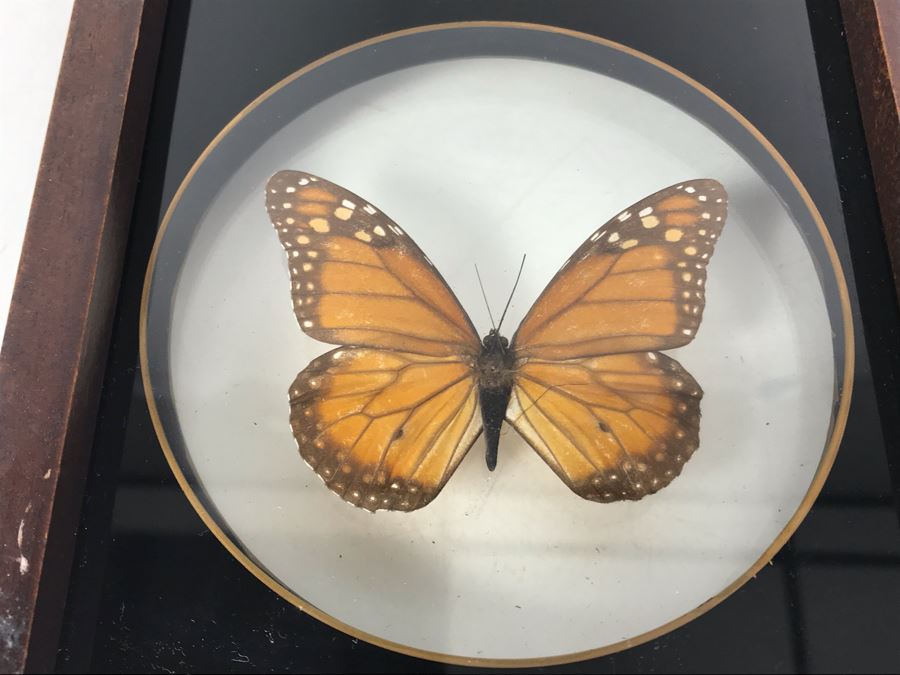 Pair Of Framed Brazilian Mounted Butterflies [Photo 6]