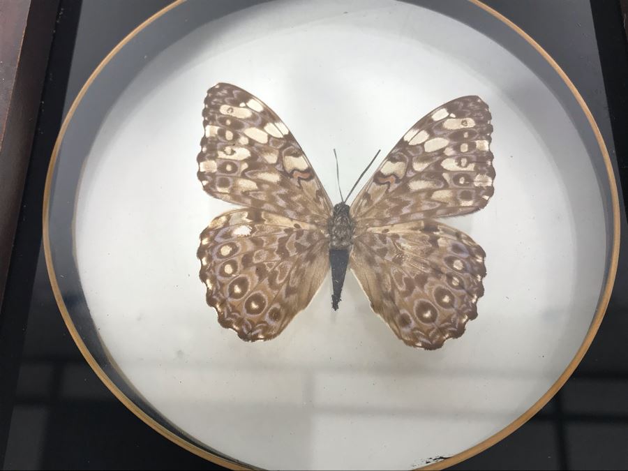 Pair Of Framed Brazilian Mounted Butterflies [Photo 7]