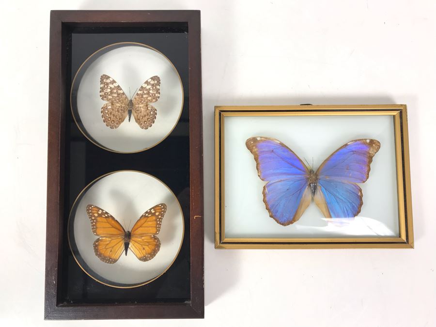 Pair Of Framed Brazilian Mounted Butterflies