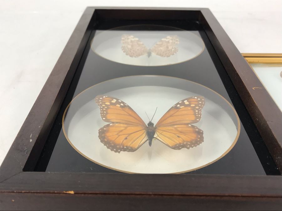 Pair Of Framed Brazilian Mounted Butterflies [Photo 5]