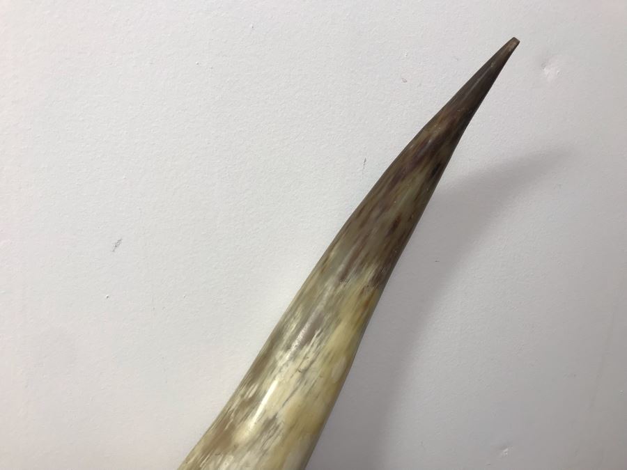 Large Mounted Steer Bull Horns With Tooled Leather 5' [Photo 8]