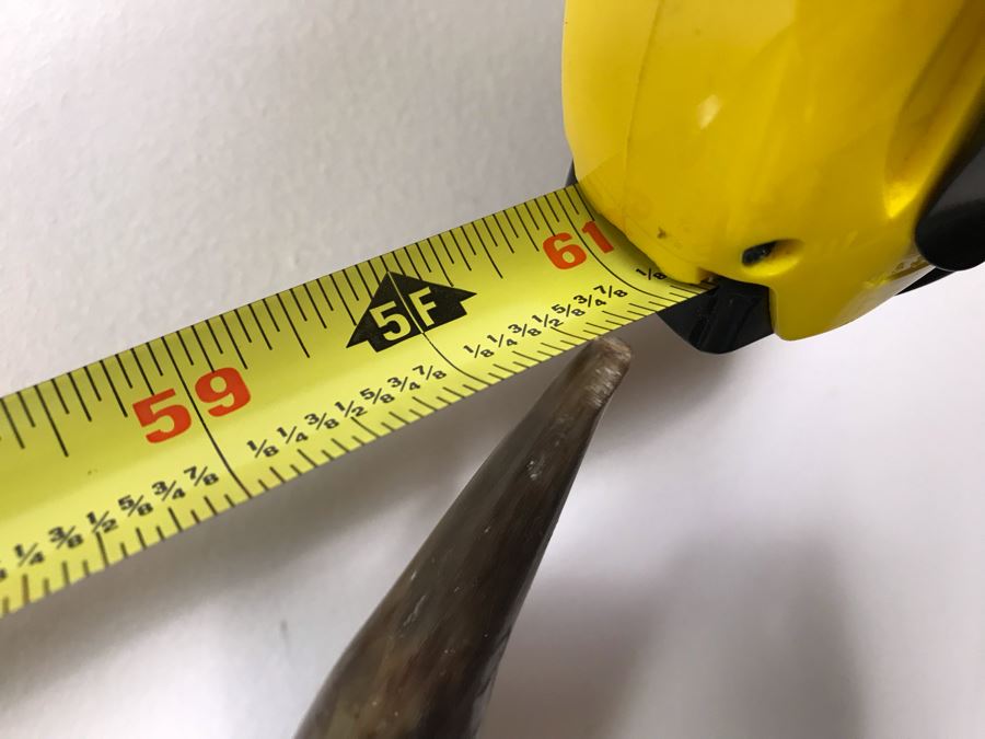 Large Mounted Steer Bull Horns With Tooled Leather 5' [Photo 11]