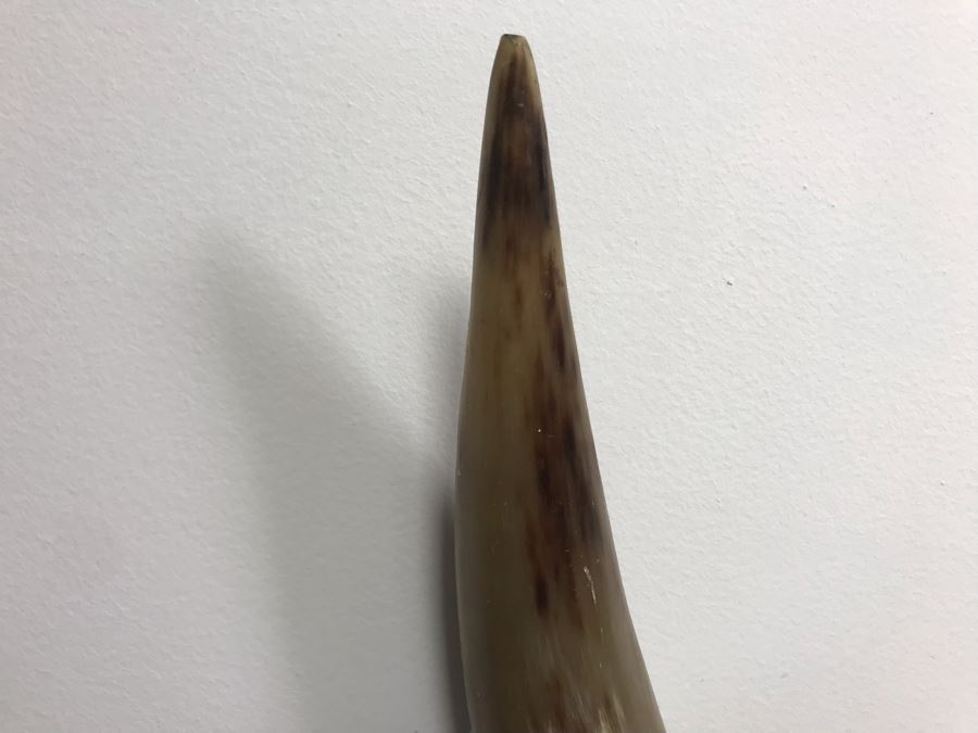 Large Mounted Steer Bull Horns With Tooled Leather 5' [Photo 7]