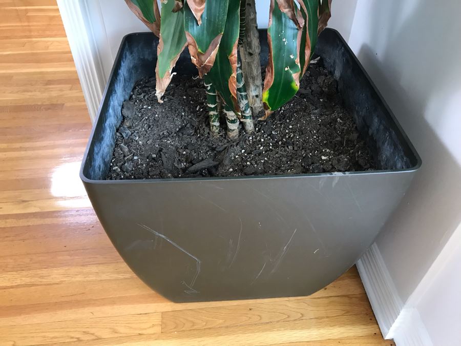 Indoor Real Plant With Plastic Pot 21W X 84H [Photo 5]