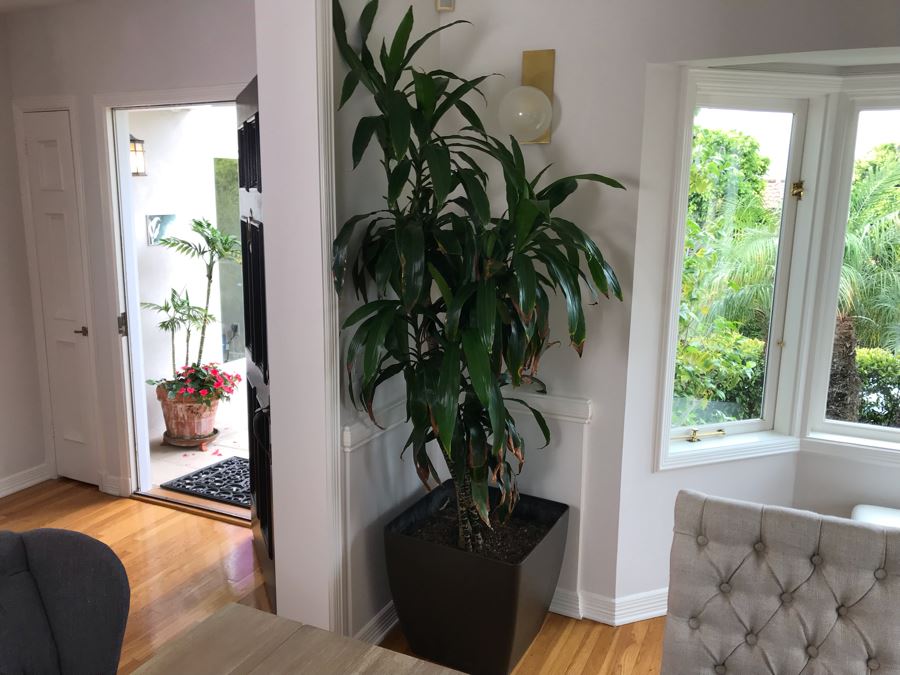 Indoor Real Plant With Plastic Pot 21W X 84H [Photo 2]