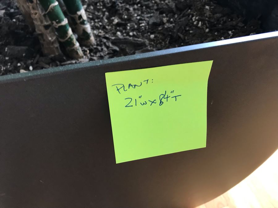 Indoor Real Plant With Plastic Pot 21W X 84H [Photo 6]