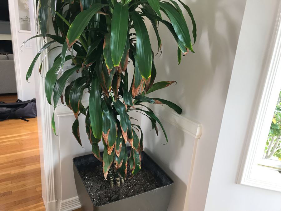 Indoor Real Plant With Plastic Pot 21W X 84H [Photo 4]