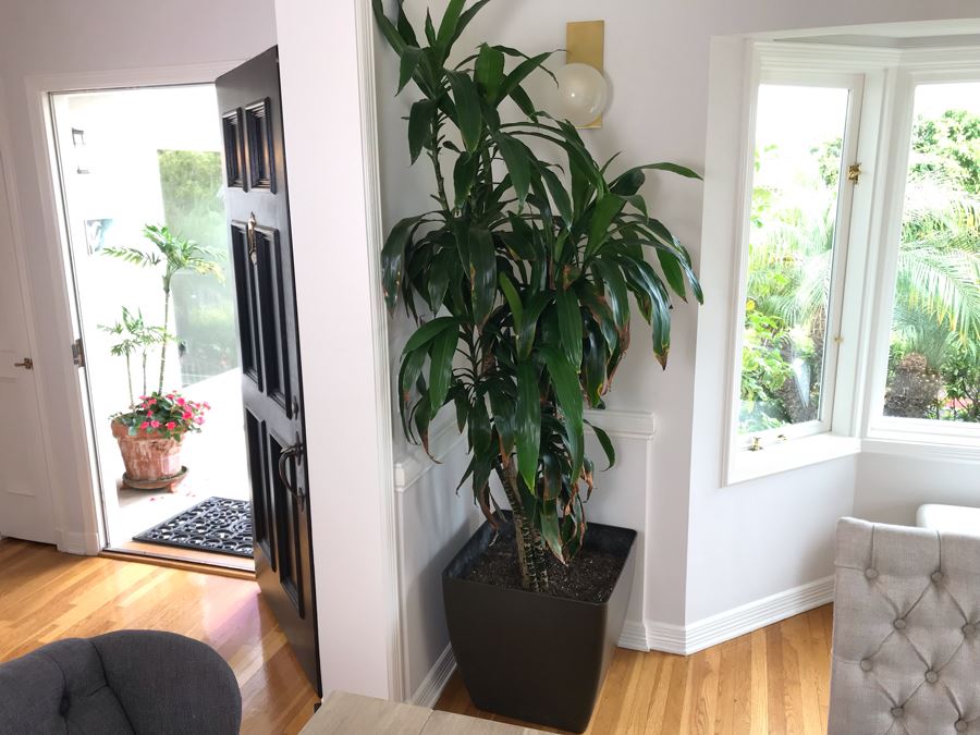 Indoor Real Plant With Plastic Pot 21W X 84H [Photo 3]