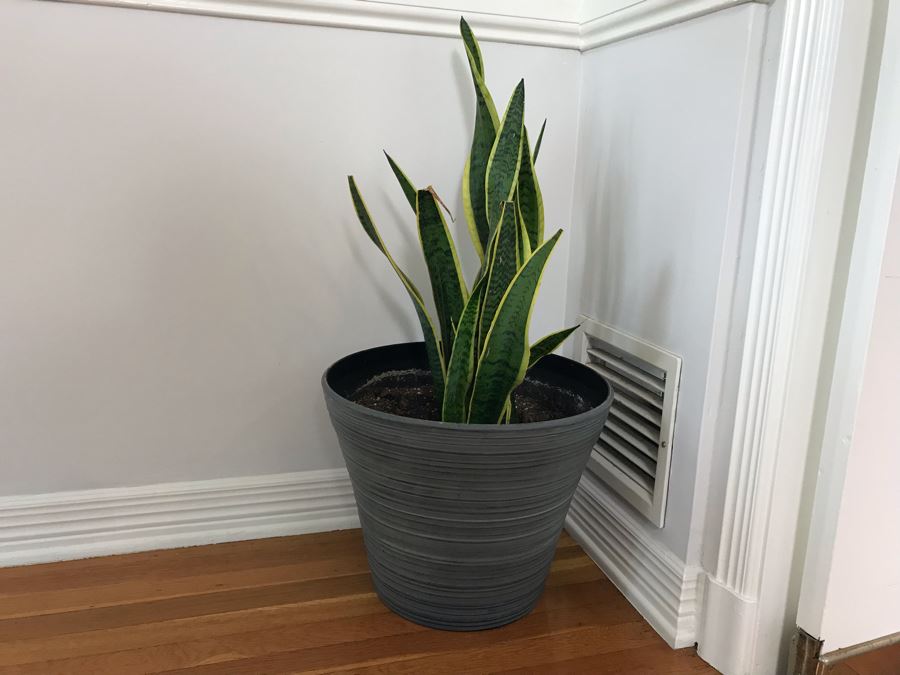 Indoor Real Plant With Plastic Pot 12W X 30H