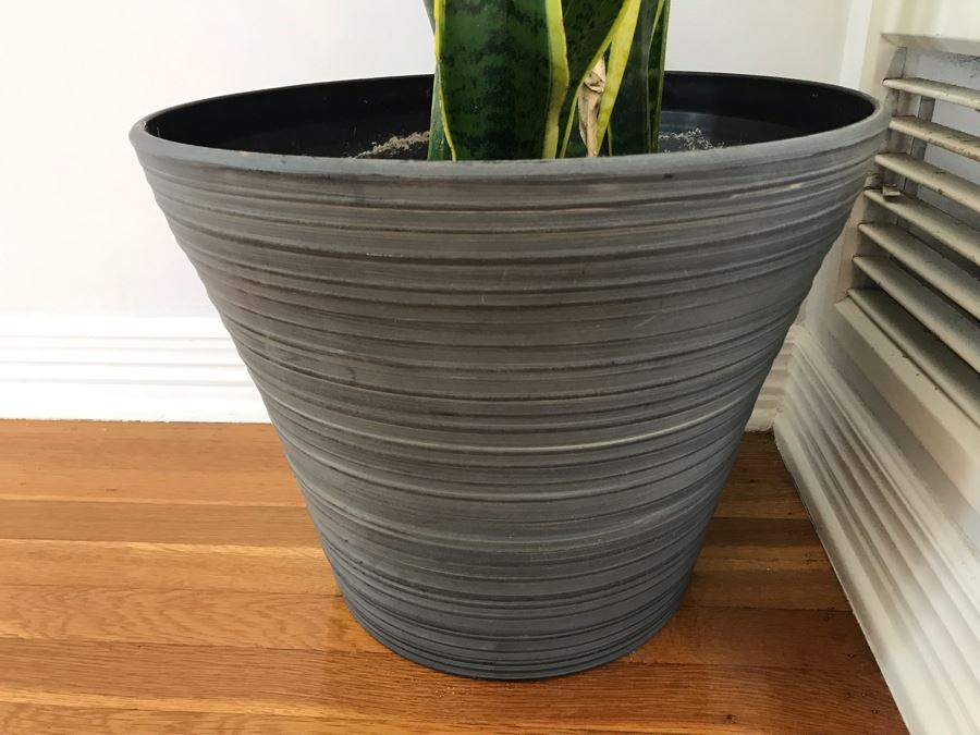 Indoor Real Plant With Plastic Pot 12W X 30H [Photo 2]