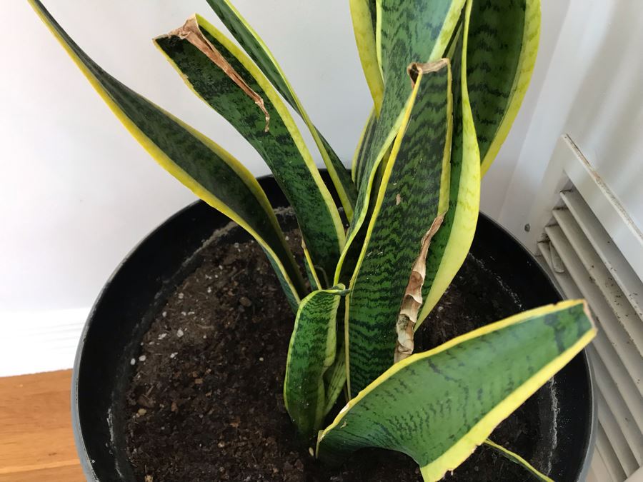 Indoor Real Plant With Plastic Pot 12W X 30H [Photo 4]