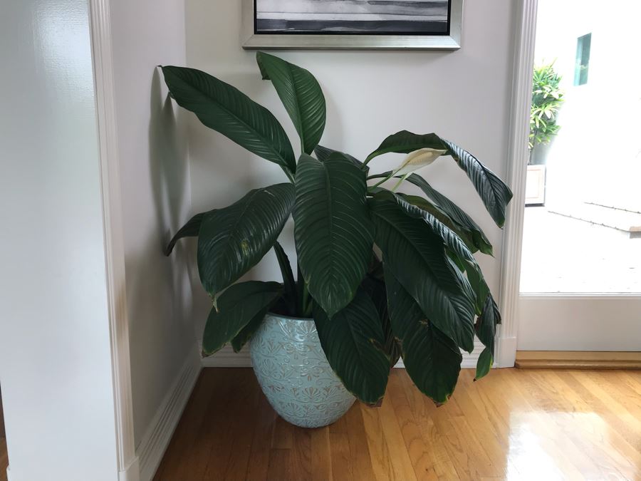 Indoor Real Plant With Plastic Pot 16W X 36H