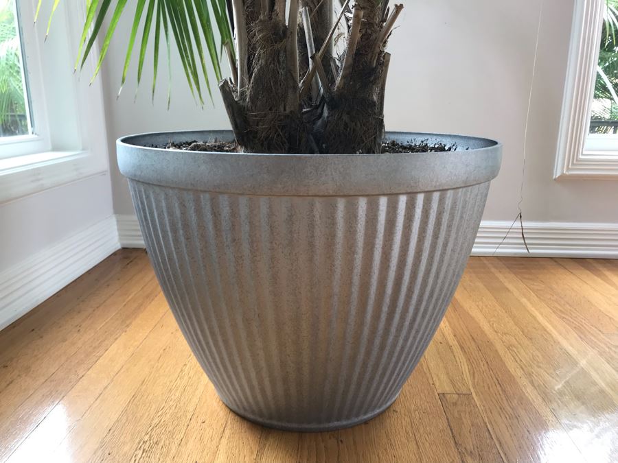 Large Indoor Real Palm Tree Plant With Plastic Pot 22W X 54H [Photo 3]