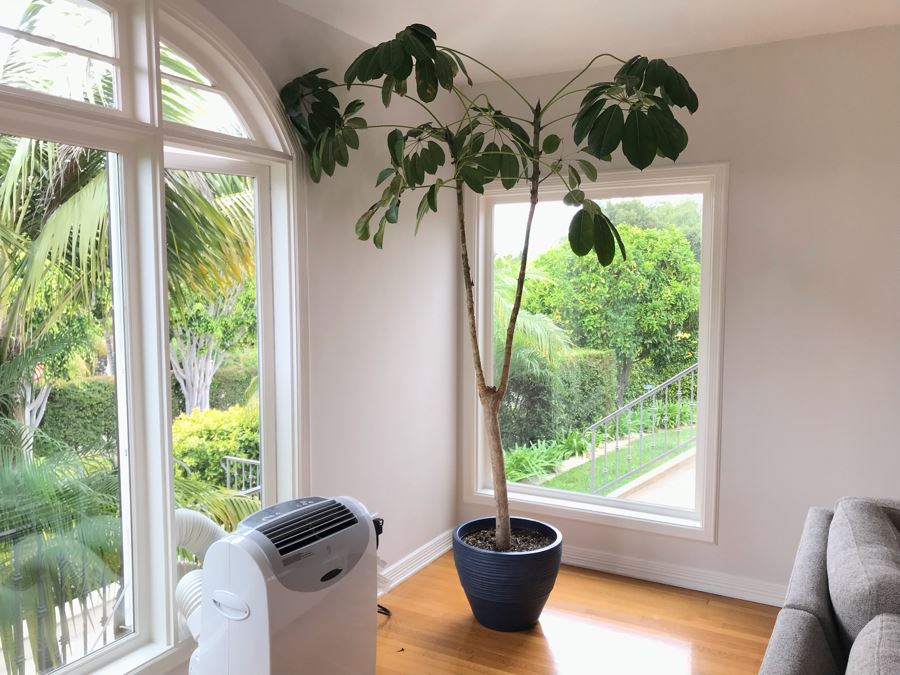 Large Indoor Real Plant With Plastic Pot 19W X 92H [Photo 2]