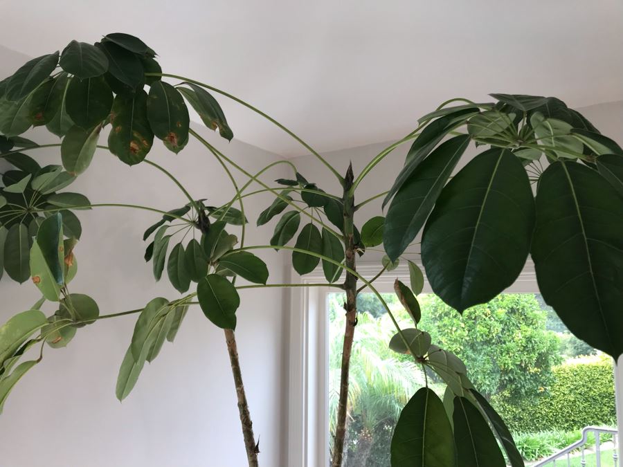 Large Indoor Real Plant With Plastic Pot 19W X 92H [Photo 5]